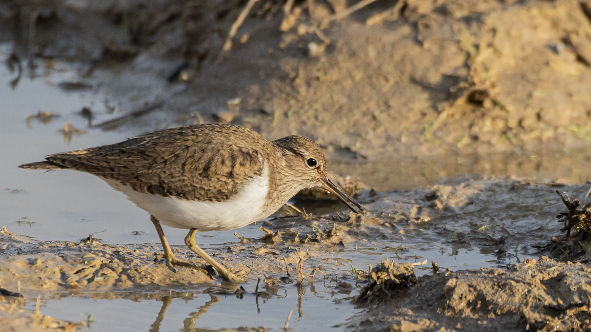 Common Sandpiper